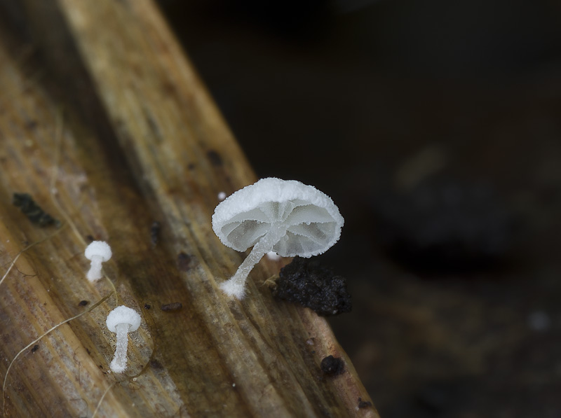 Resinomycena saccharifera